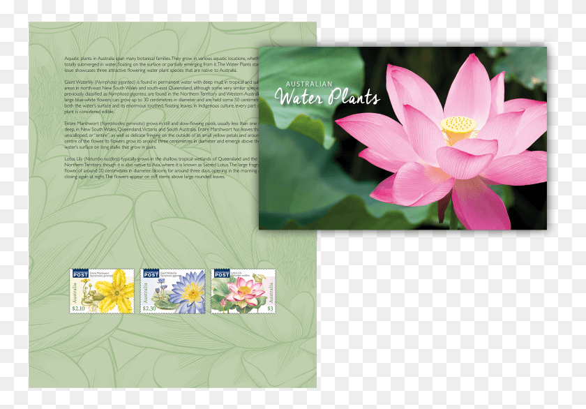 759x526 Водные Растения Stamp Pack Священный Лотос, Растение, Цветок, Цветение Hd Png Скачать