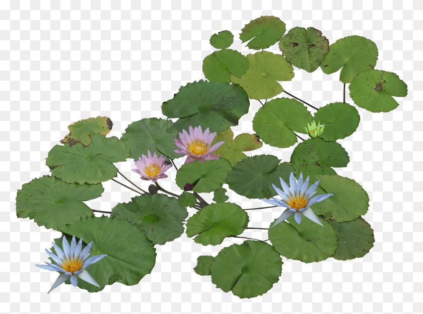 1557x1125 Water Plants Water Lily Plan, Plant, Flower, Blossom HD PNG Download