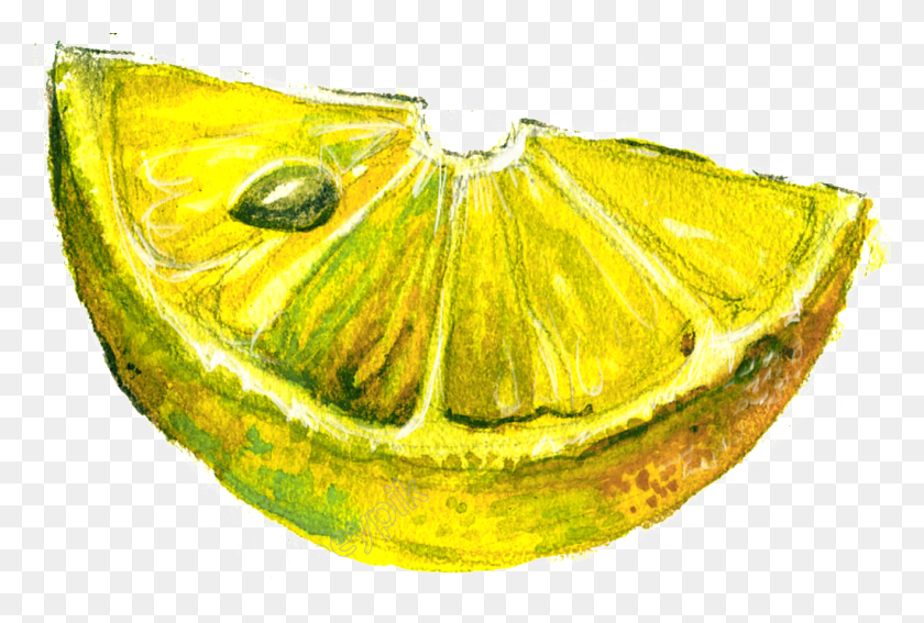 1024x666 Water Yellow Cartoon Moths And Butterflies, Citrus Fruit, Fruit, Plant HD PNG Download