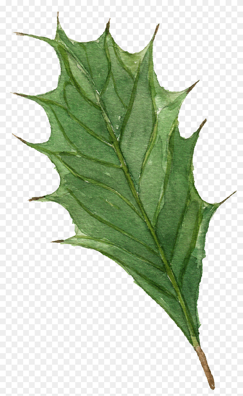 1024x1668 Watercolor Branch Leaves Vector, Leaf, Plant, Tree, Oak Transparent PNG