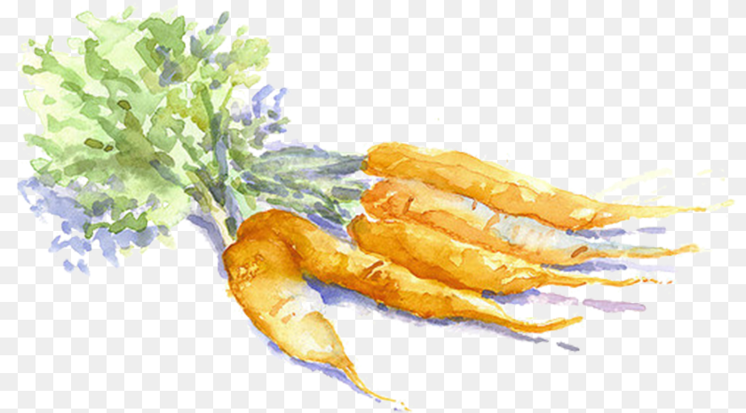 820x465 Watercolor Carrot Carrot Watercolor, Food, Produce Sticker PNG