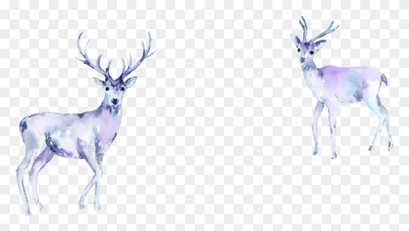 1009x538 Watercolor Deer Stag Doe Freetoedit Purple Pastel Watercolor Painting, Antelope, Wildlife, Mammal HD PNG Download