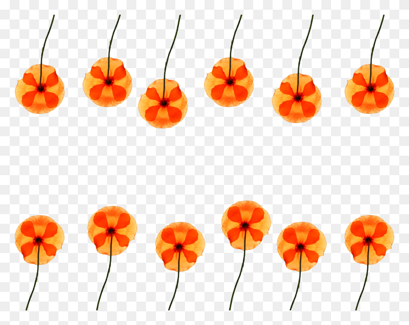 3694x2881 Watercolor Flower Pattern For Free Poppy, Plant, Leaf, Blossom HD PNG Download