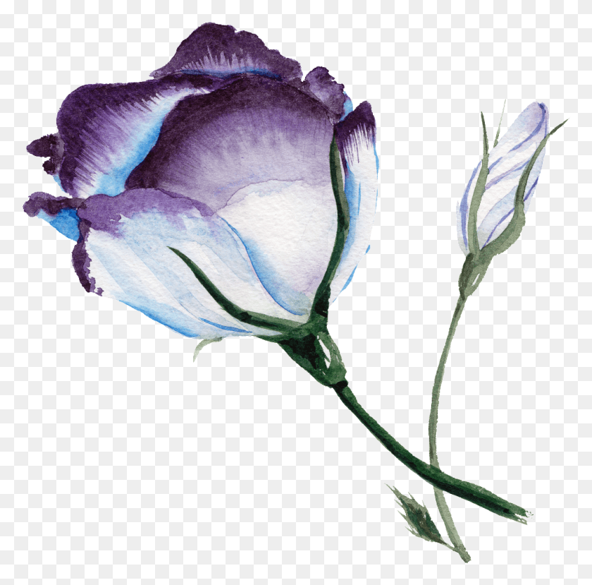 1016x1002 Акварельный Цветок Прозрачный Фон Прозрачный Акварельный Цветочный Фон, Растение, Роза, Цветение Png Скачать