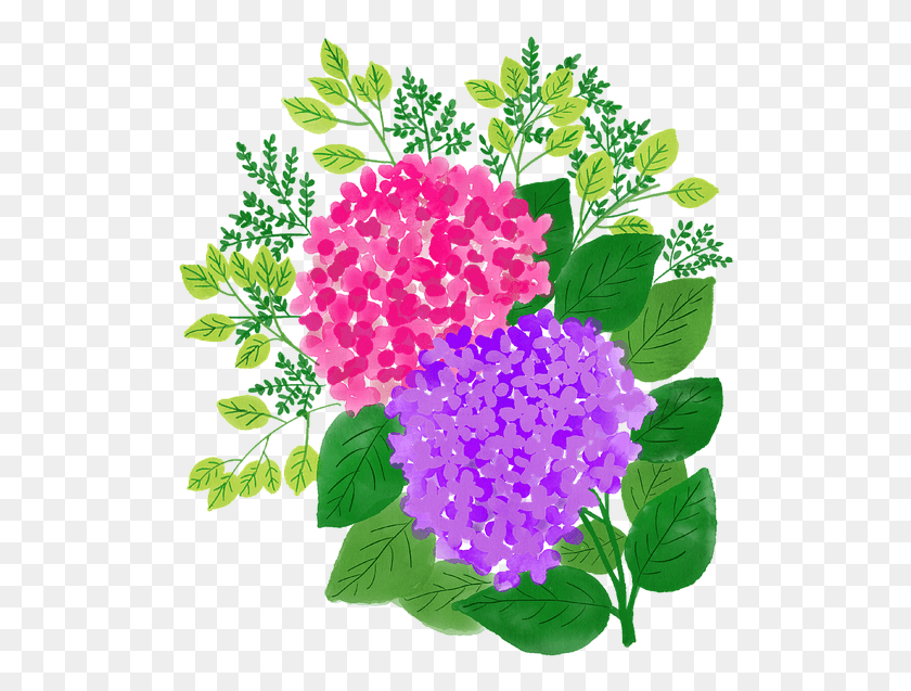 516x577 Watercolor Flowers Watercolour Floral Painting Hydrangea, Plant, Geranium, Flower HD PNG Download