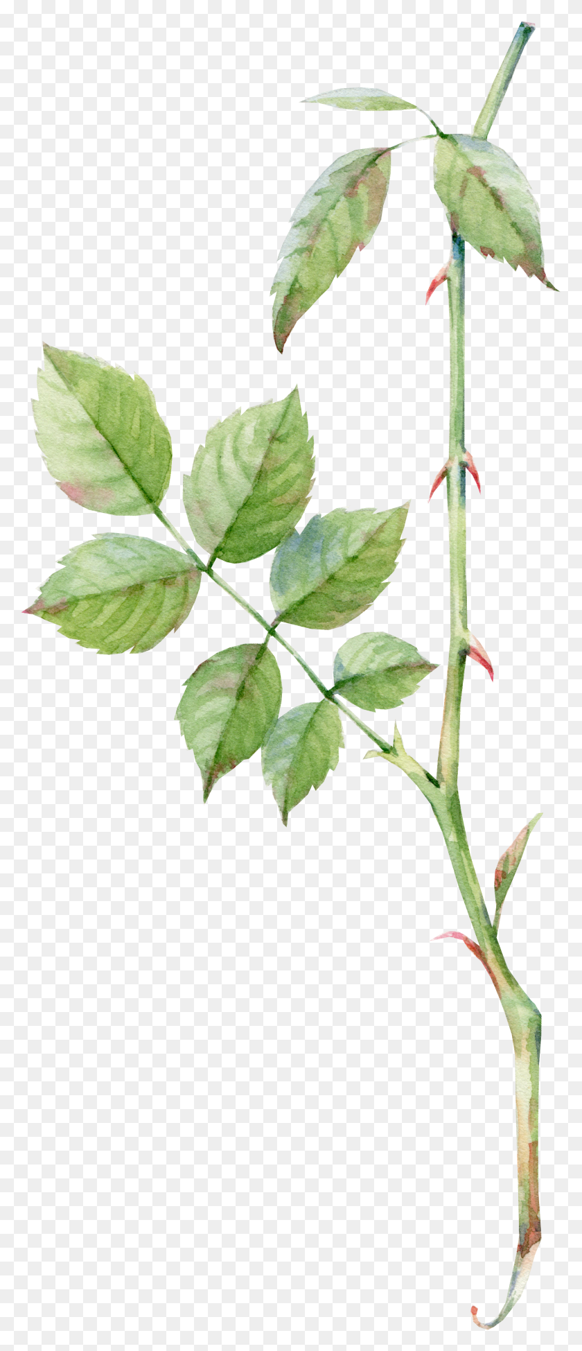 1736x4205 Акварель Зелень, Лист, Растение, Цветок Hd Png Скачать