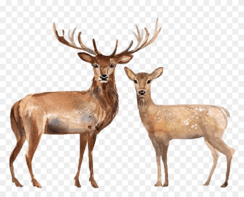 1024x813 Watercolor Handpainted Deer Stag Doe Family Couple Watercolor Painting, Antelope, Wildlife, Mammal HD PNG Download