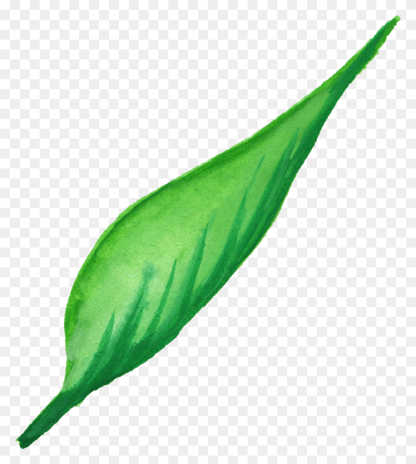 858x965 Watercolor Leaf Vol Illustration, Plant, Vegetable, Food HD PNG Download