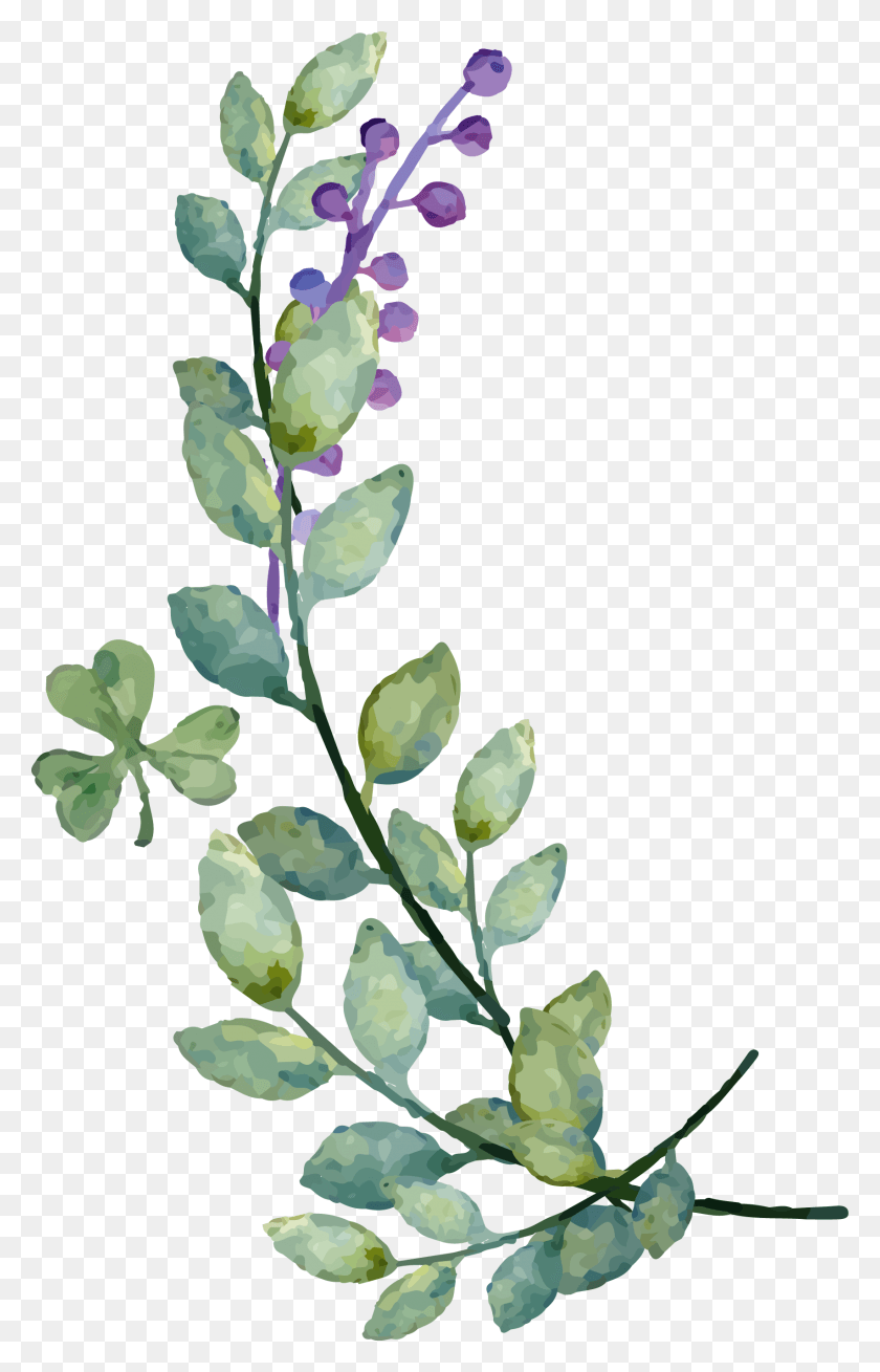 1707x2734 Watercolor Leaves Image Watercolor Leaf Vector, Plant, Petal, Flower HD PNG Download