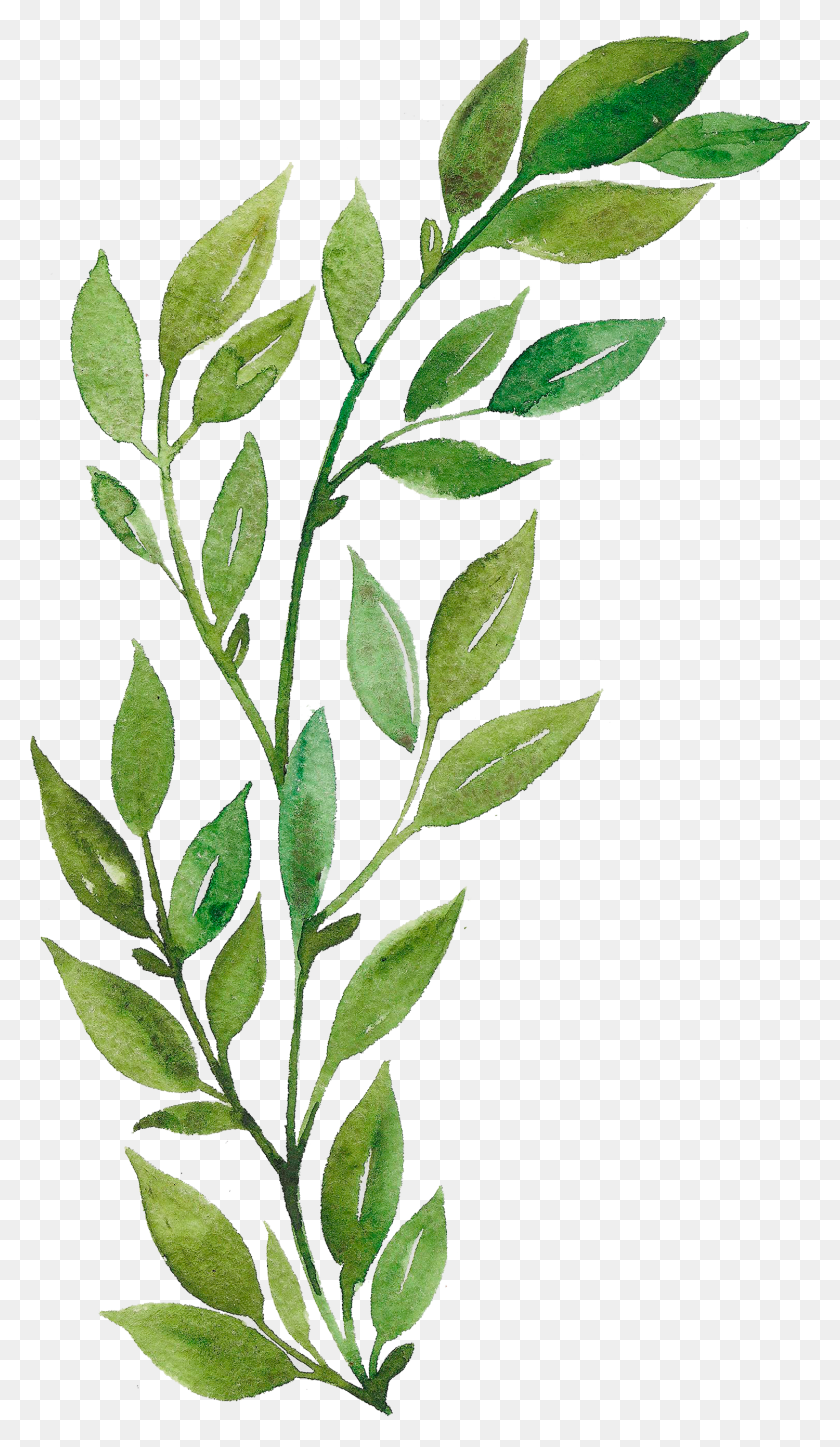 1500x2668 Watercolor Leaves Watercolor Art Plant Aesthetic Gambar Dedaunan Kartun, Leaf, Fern, Vegetation HD PNG Download