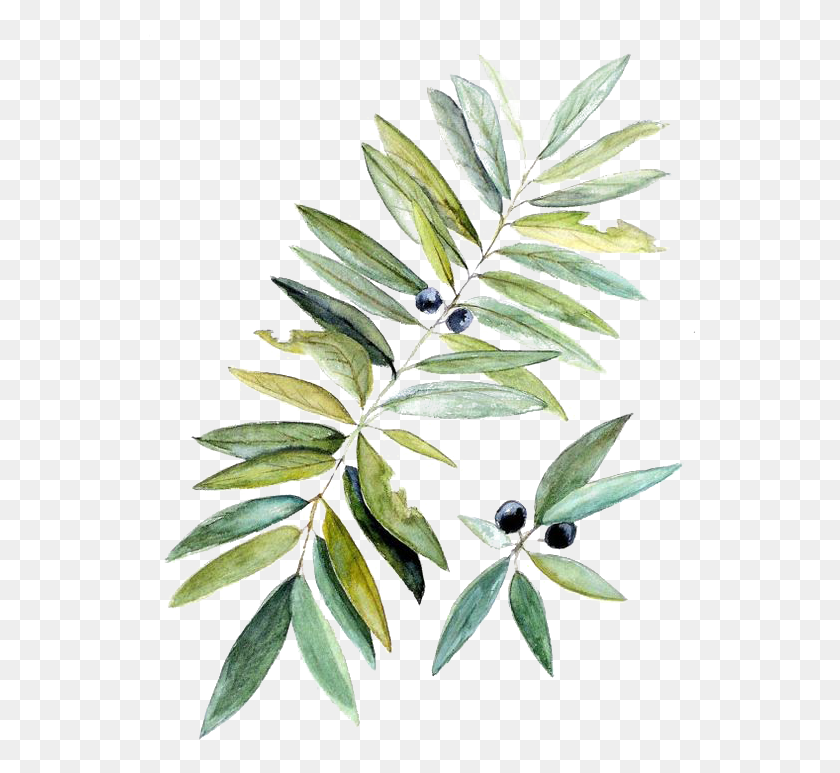 553x713 Watercolor Painting Botanical Illustration Leaf Botanical Illustration Watercolor, Plant, Hemp, Flower HD PNG Download