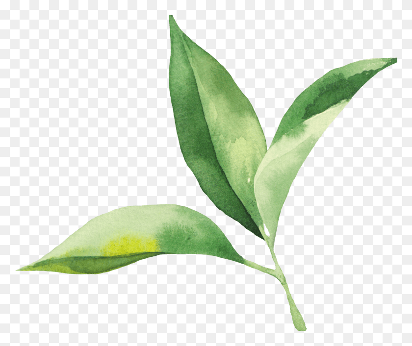 1661x1376 Watercolor Painting Leaf Drawing Plant Stem Plant, Green, Petal, Flower HD PNG Download