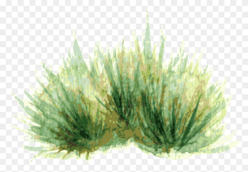 898x604 Watercolor Painting Plant Drawing Shrub Watercolor, Animal, Sea Life, Sponge Animal HD PNG Download