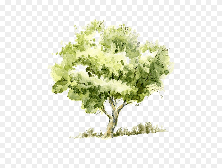 565x576 Watercolor Painting Sketch Trees Transprent Free Tree Watercolor, Plant, Flower, Blossom HD PNG Download