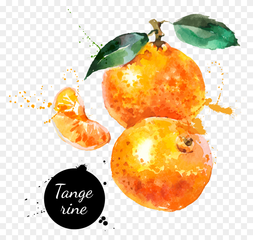 1628x1538 Descargar Png Pintura A La Acuarela Mandarina Mano Naranja Fruta Acuarela, Fruta Cítrica, Planta, Alimentos Hd Png