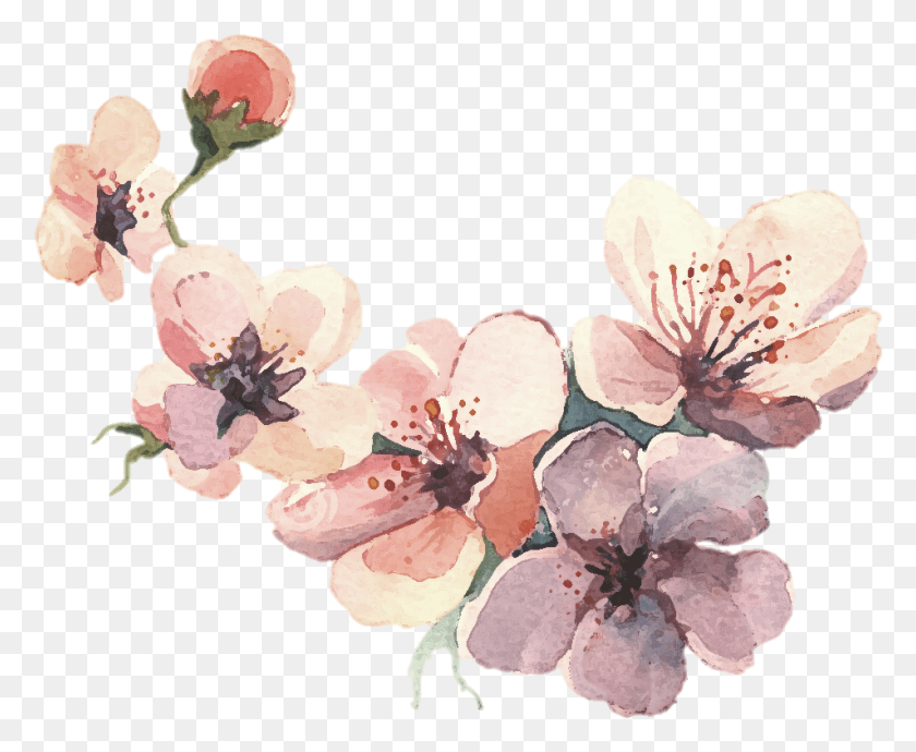 953x770 Watercolor Painting Water Color Svg Library Library, Plant, Cherry Blossom, Flower HD PNG Download