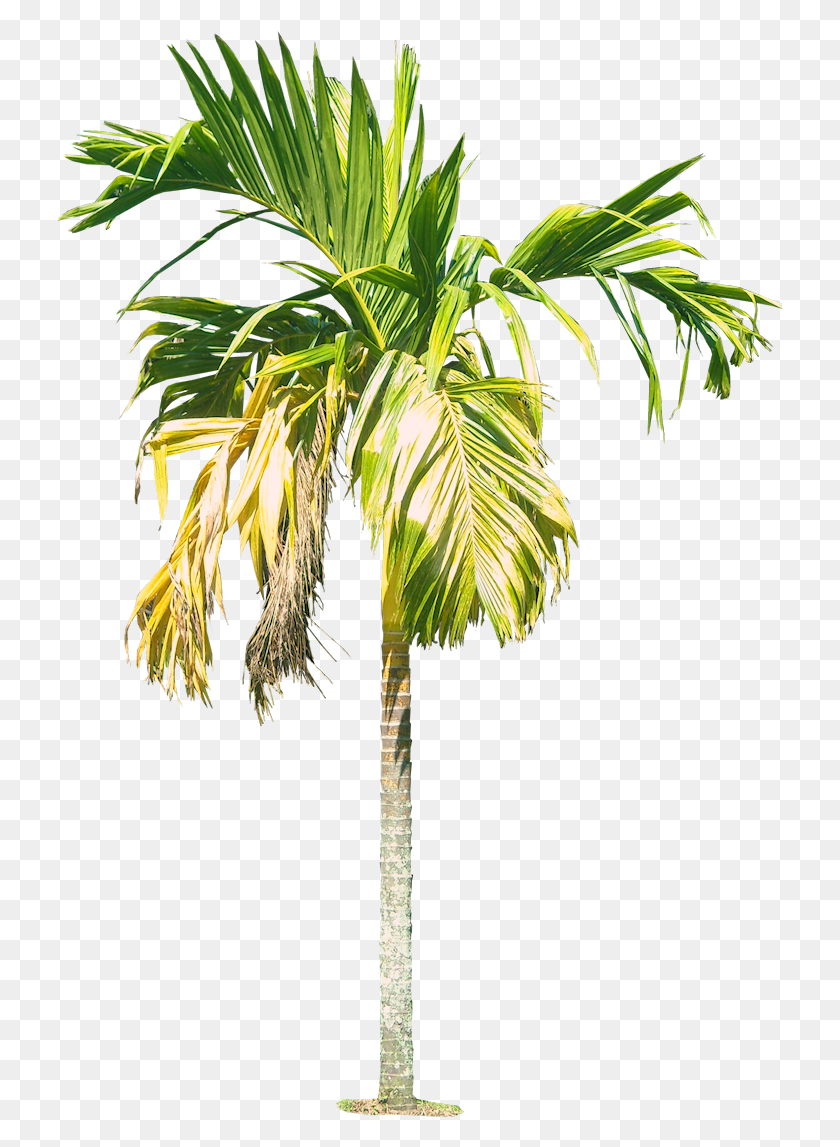 725x1087 Watercolor Palm Tree, Tree, Plant, Arecaceae HD PNG Download