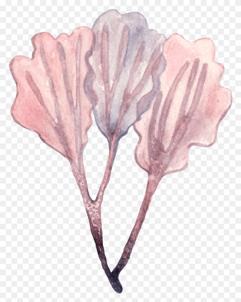 912x1162 Watercolor Seaweed, Plant, Flower, Blossom HD PNG Download