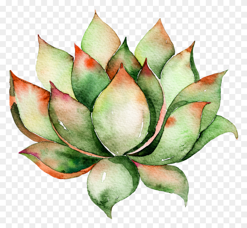 916x842 Watercolor Succulent Clip Art, Plant, Aloe, Flower HD PNG Download