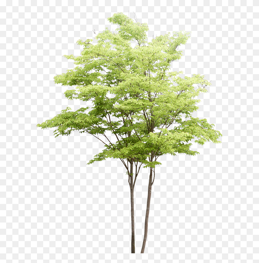 609x791 Акварель Деревья, Дерево, Растение, Клен Hd Png Скачать