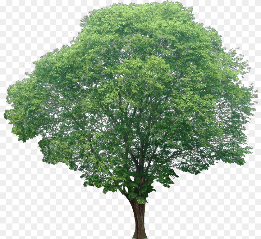 Watercolor Trees Picture Section Photoshop Trees Elevation, Oak, Plant, Sycamore, Tree Transparent PNG