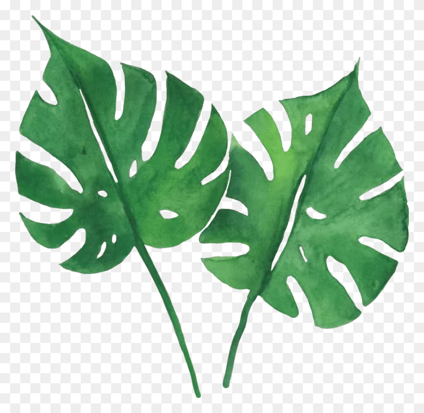1024x997 Учебник По Акварельным Тропическим Листьям, Лист, Растение, Зеленый Hd Png Скачать