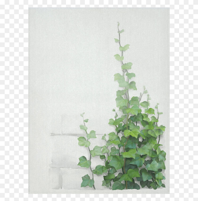 601x794 Watercolor Vines Climbing Plant Cotton Linen Wall Climbing Plant, Vine, Ivy HD PNG Download