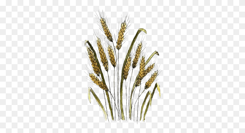 272x396 Watercolor Wheat, Plant, Grass, Vegetable HD PNG Download