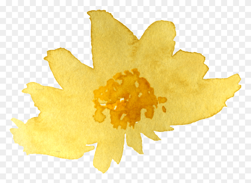 895x634 Акварель Желтая Хризантема Священный Лотос, Растение, Цветок, Цветение Png Скачать