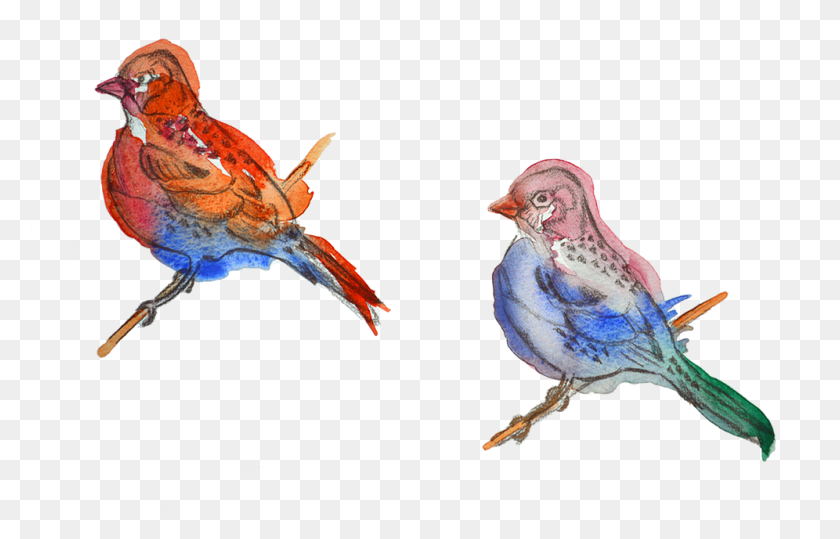 996x612 Watercolour Illustration Of Birds Finch, Bird, Animal, Chicken HD PNG Download