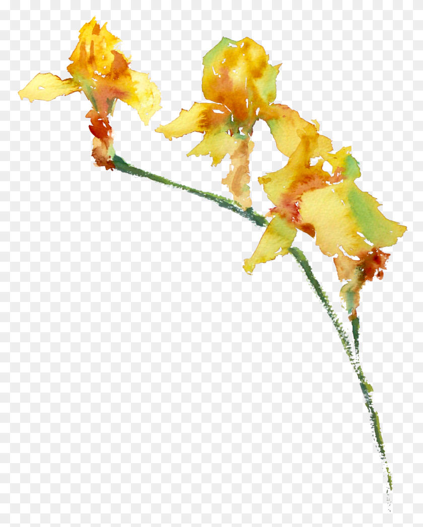 2596x3287 Акварельная Живопись Трех Желтых Ирисов Цезальпиния, Растение, Лепесток, Цветок Png Скачать