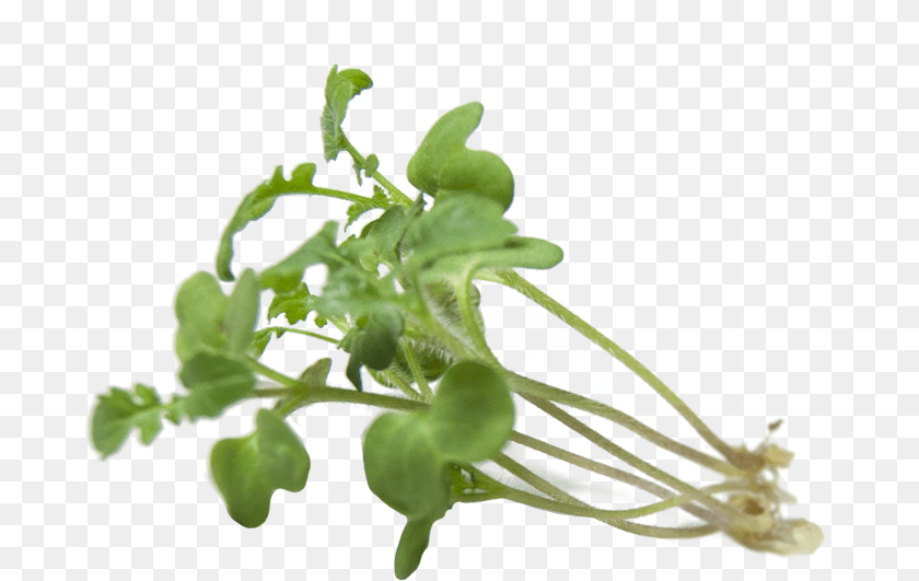 Watercress Sprouts Garden Cress, Herbal, Herbs, Leaf, Plant Sticker PNG