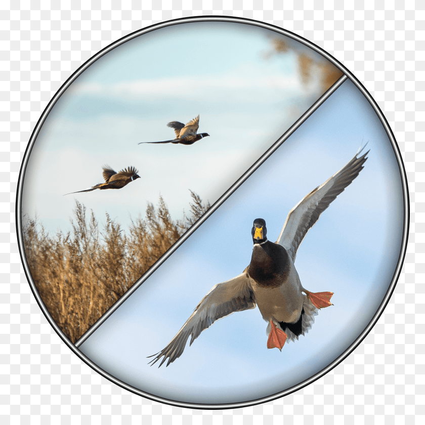 1391x1391 Waterfowl Amp Upland Mallard, Bird, Animal, Duck HD PNG Download