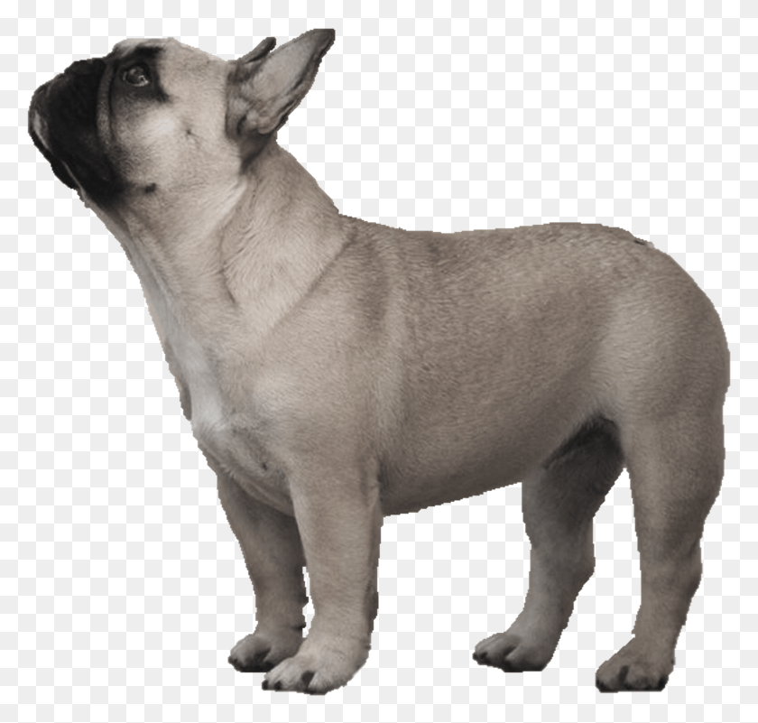 1558x1482 Watermelon Transparent French Bulldog Companion Dog, Pet, Canine, Animal HD PNG Download