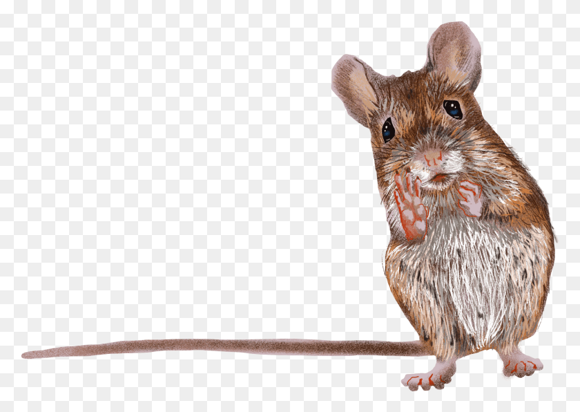 1630x1121 Waving Mouse Mouse, Chicken, Poultry, Fowl HD PNG Download