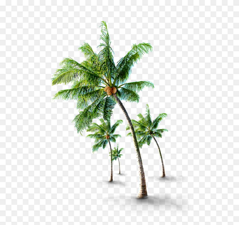 490x731 We Are Certified With Agmark Pohon Kelapa, Plant, Tree, Leaf HD PNG Download