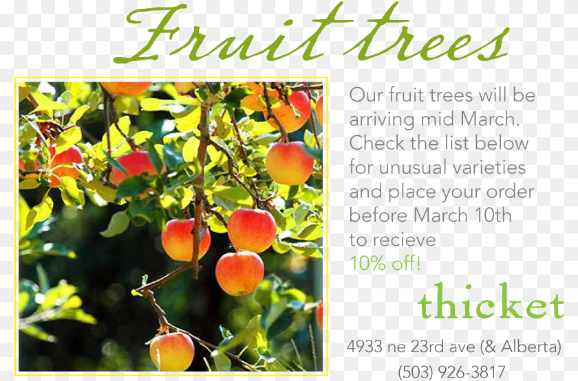 We Are Doing Our Spring Order For Fruit Trees Tree Apple Fruitful Tree, Food, Plant, Produce Transparent PNG