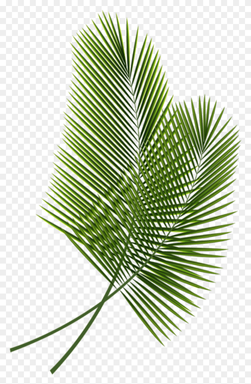 790x1238 We Are Driven To Craft Positive And Impactful Digital Roystonea, Green, Plant, Leaf HD PNG Download