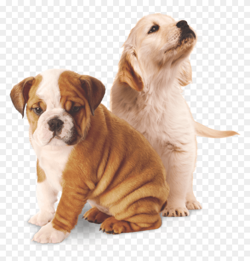 1497x1566 We Are Focused On Making The Power Of Real Nutrition, Dog, Pet, Canine HD PNG Download