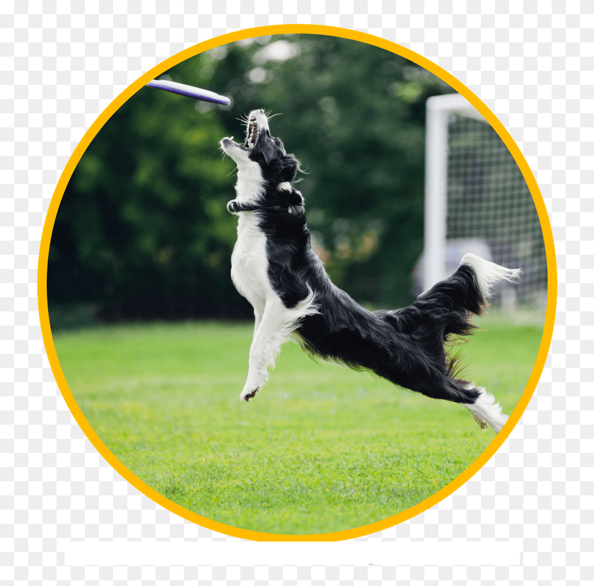 742x768 We Are The Only Dogwalking Service In Austin With A Frisbee Perro, Toy, Dog, Pet HD PNG Download