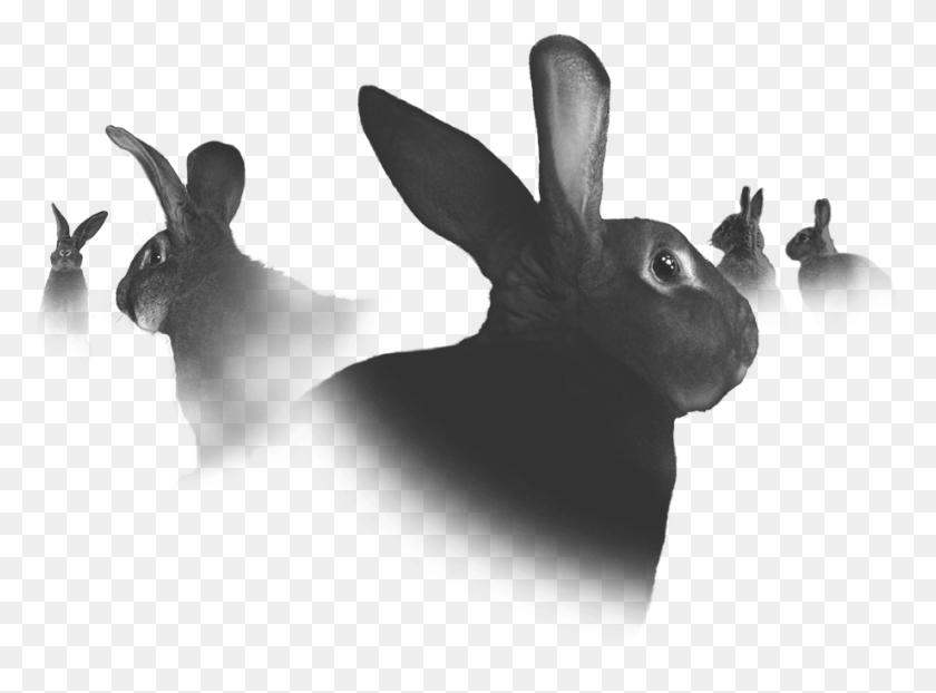 921x664 We Believe Their Challenging Spirits And Defying Attitudes Domestic Rabbit, Hare, Rodent, Mammal HD PNG Download