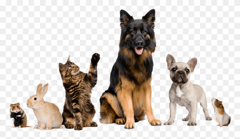 1156x634 We Care For Many Kinds Of Animals Vet Animals, German Shepherd, Dog, Pet HD PNG Download