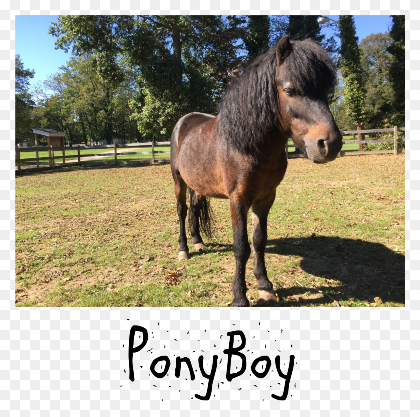 1149x1141 We Have Also Created An Amazon Wish List For Our Farm Mane, Horse, Mammal, Animal HD PNG Download
