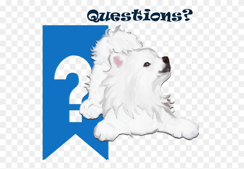 550x522 We Have Compiled A List Of The Questions We Get Asked American Eskimo Dog, Animal, Pet, Mammal HD PNG Download