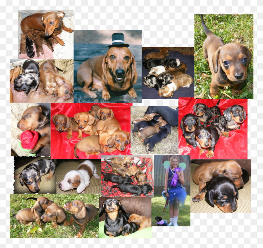 851x799 We Love And Breed Akc Registered Mini Dachshunds Here Dachshunds Collage, Poster, Advertisement, Dog HD PNG Download