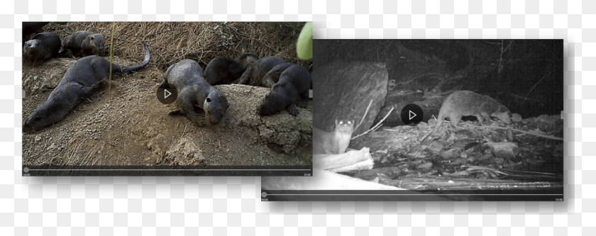 1216x426 We Record Undisturbed Otter Behavior Led Backlit Lcd Display, Mammal, Animal, Wildlife HD PNG Download