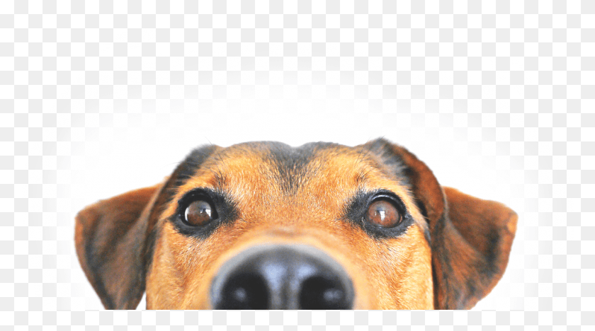 1144x599 We Special Order Dog Peeping, Hound, Pet, Canine HD PNG Download