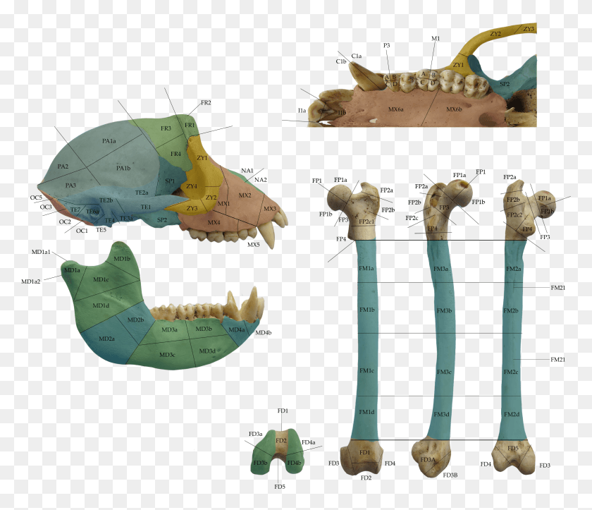 3231x2747 We Then Computed Key Zooarchaeological Counts That Cartilaginous Fish, Jaw, Leisure Activities, Hammer HD PNG Download