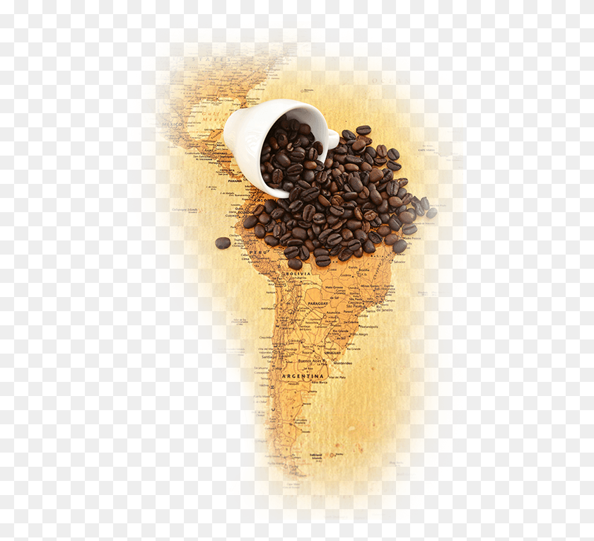 471x705 We Use The Dry Process For Drying Our Beans Which Produces Java Coffee, Plant, Vegetable, Food HD PNG Download