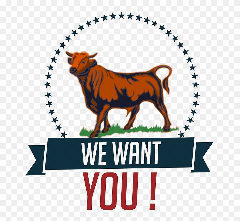 667x713 We Want You Bull Beauty Pageant Mr And Miss, Mammal, Animal, Lion HD PNG Download